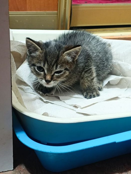 Отдам котят, бесплатно