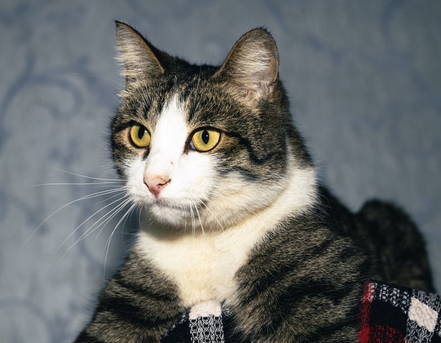 Отдам в хорошие руки