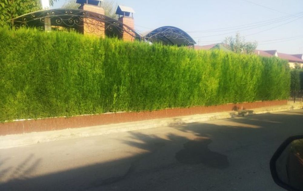 Забор из натуральных ёлок