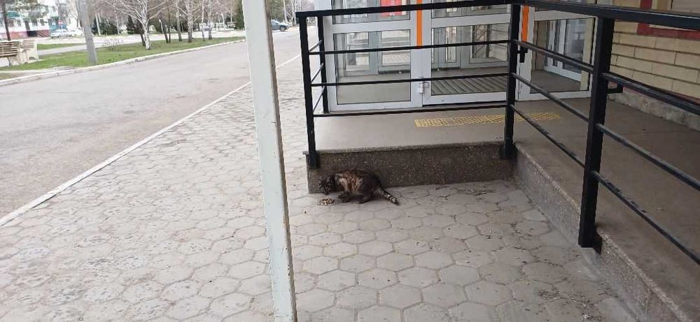 Чья потеряшка? Хозяин, забери!