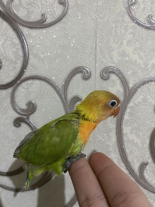 Nerazluchnik ruchnoy zalatiska sotiladi