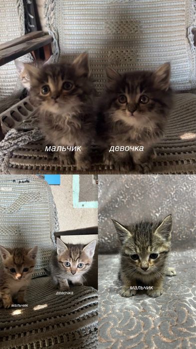 отдам хотят в хорошие и добрые руки