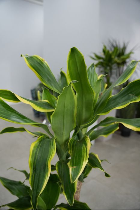 Драцена Фрагранс Голден Кост