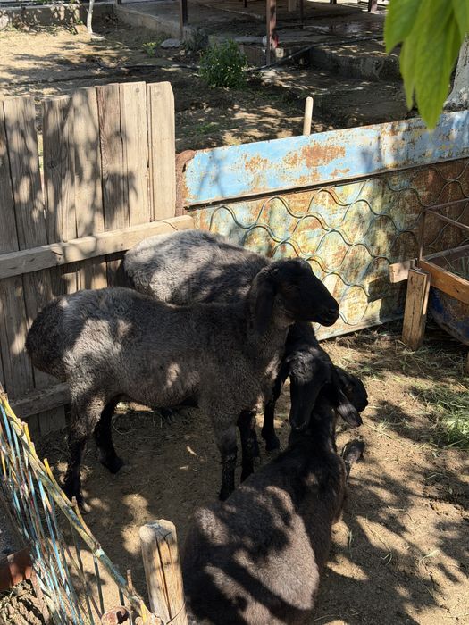 Қошқарлар срочно сатылады