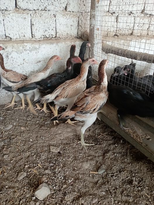 2.5 ойли жужала сотилади