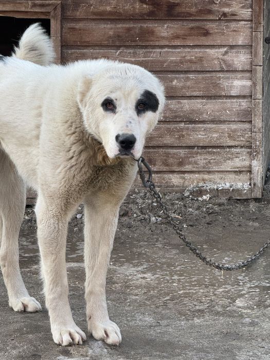 Продам алабай ургашы 7 айлык