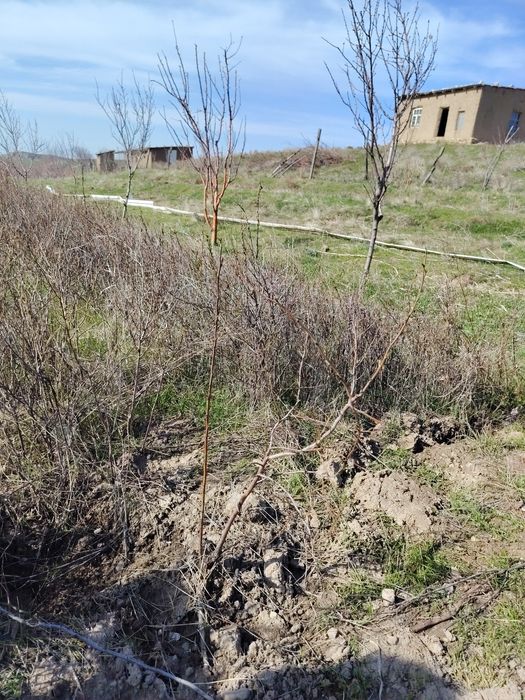 Bodom koʻchat bor optim narhda