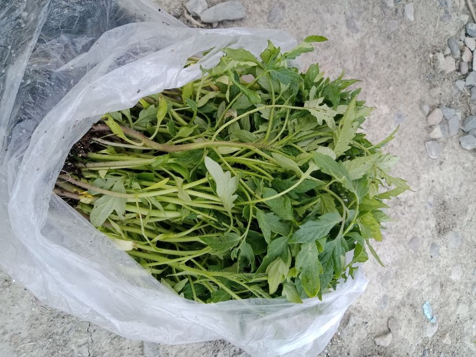 Рассада көшет помидор розовый