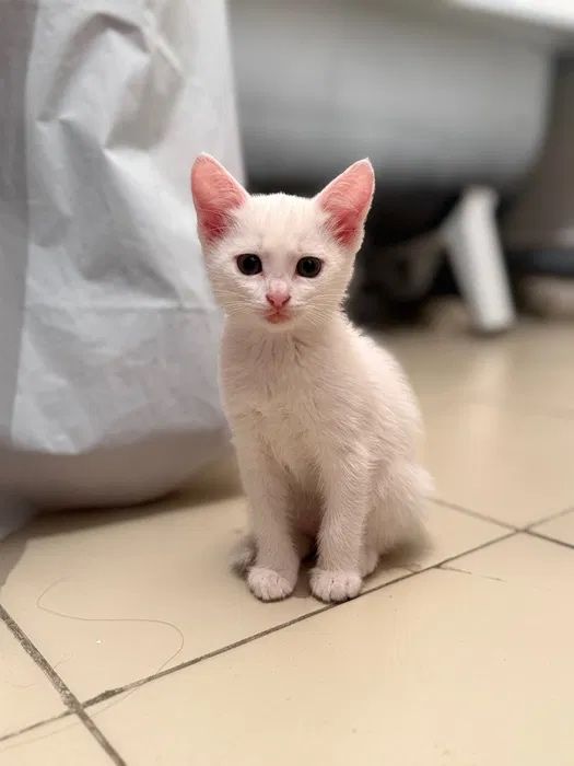 Турски ангорски котета