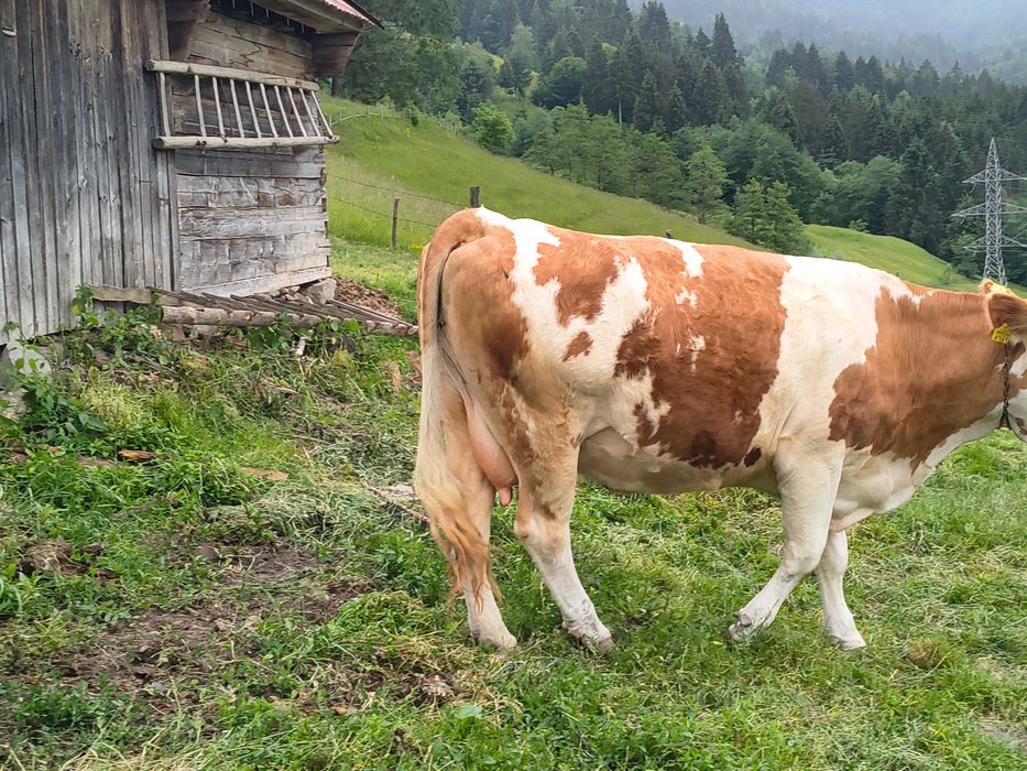 Vaca cu vițel de o săptămână