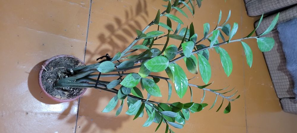 Цветы комнатные, разные