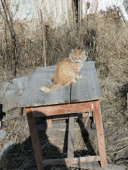 Котенок девочка 4 месяца