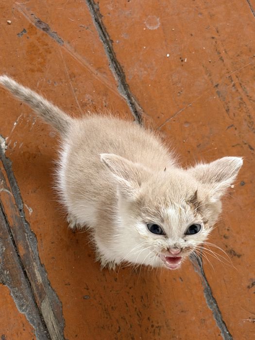 Котята ищут дом