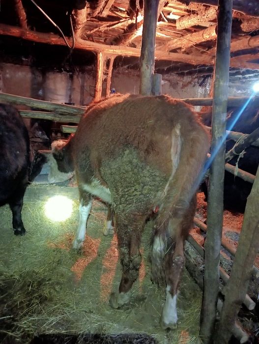 Продам коров белоголовый