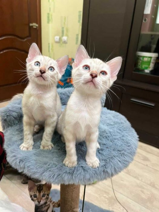 Бенгальские котята
