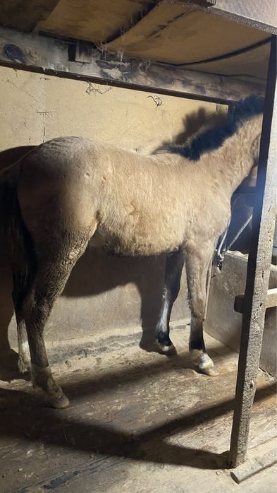 Тай еркек сатылады