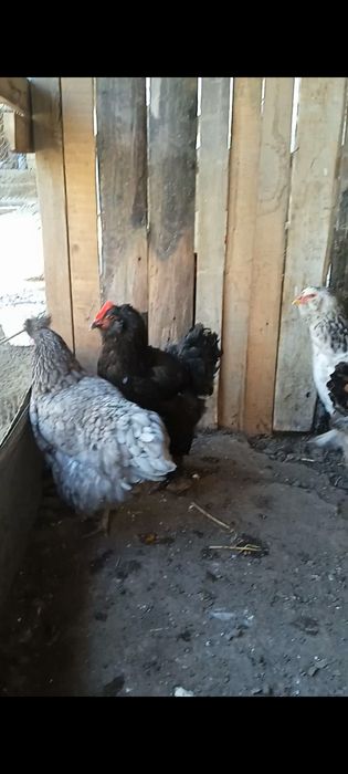 Tuhum sotiladi yapon ,Brama,Jersi zot