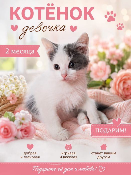 Домашние котята даром
