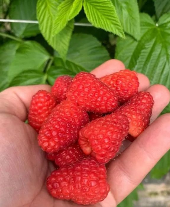 Продавам!! Расат Ягоди! Малини!