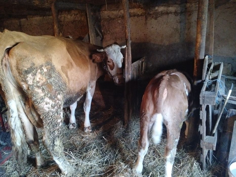 Vind vaca gestantă de 6luni Cu vitea de 3luni 15 l de lap 15000 neg