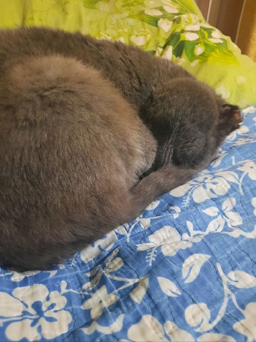 помогите найти кота