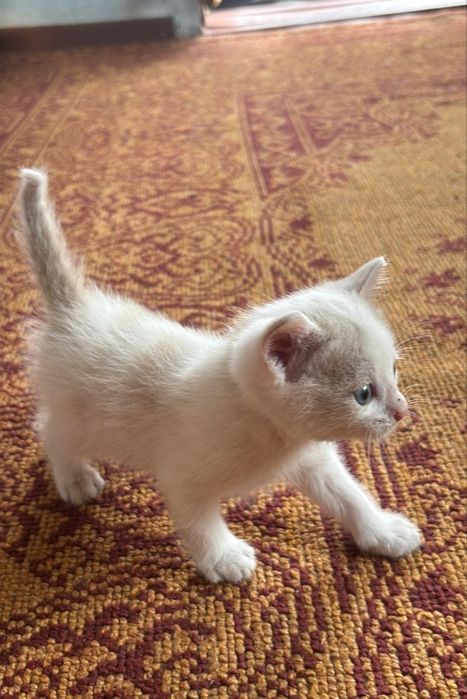 котик мальчик отдам бесплатно