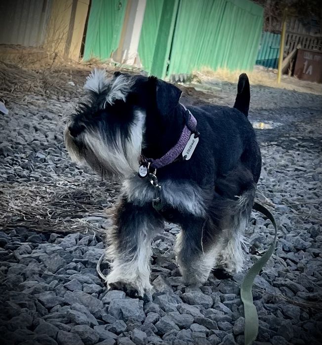 Вязка кабель Цвергшнауцер