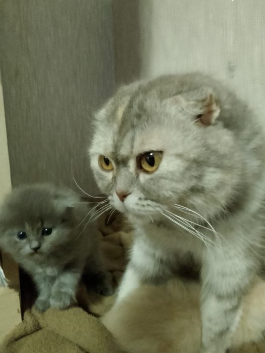 Котята скотиш фол,