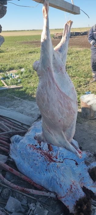 Семіз ірі койлар сатылады