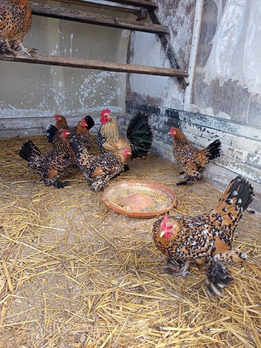 Vând oua pt incubat găini mii de flori