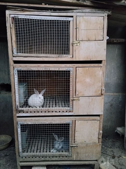 Quyonlar va maxsus quyon qafasi sotiladi  Quyonlar va kletka