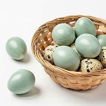 Oua incubat prepelite Celadon