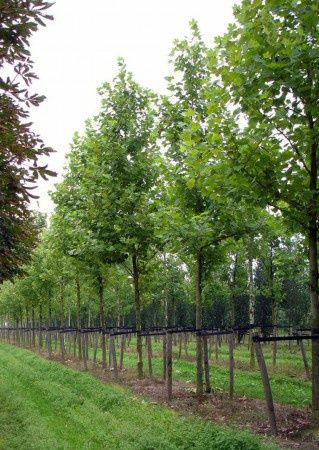 Mesteacăn, platan, tei, acer (artar),magnolia,copaci mari cu coroana