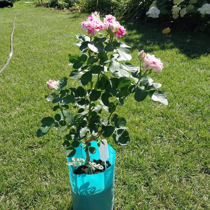 Розы с закрытой корневой