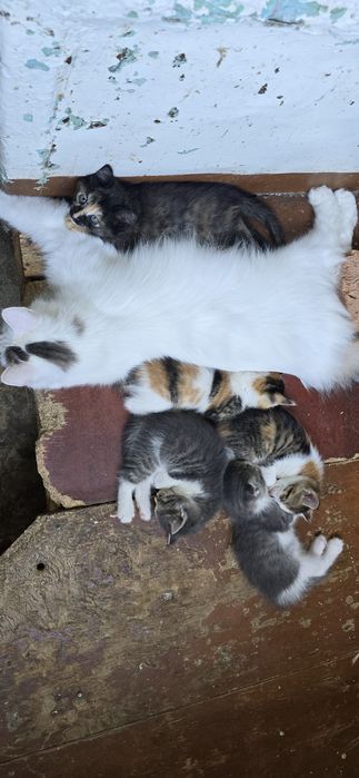 Отдам котят домашних