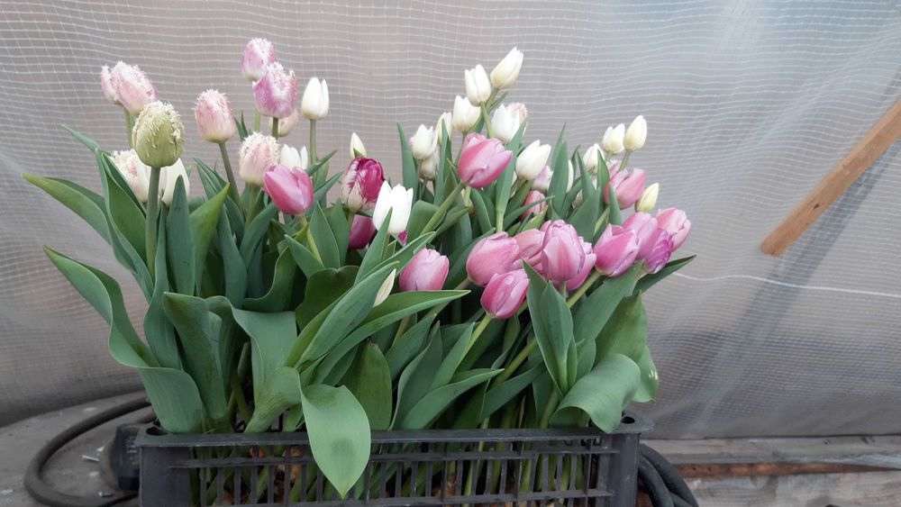 Тюльпаны  местные