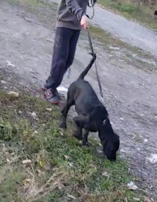 Отдам щенка метис спаниеля