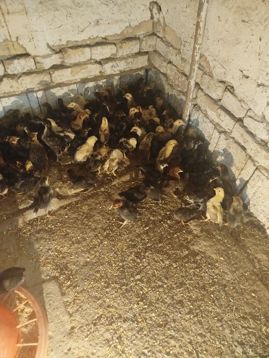 Xonaki 20 kunlik jo'jalar