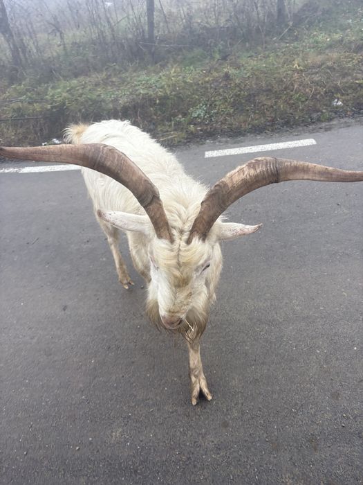 Vând țap rasa sannen de 3 ani .