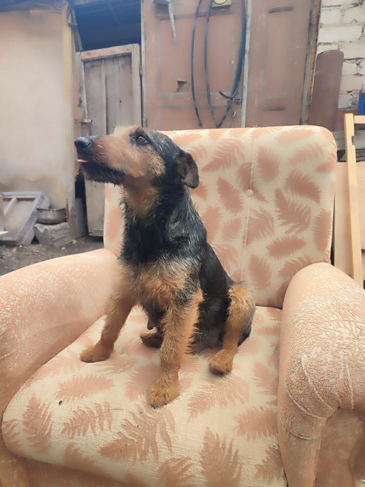 Продам щенков ягдтерьера