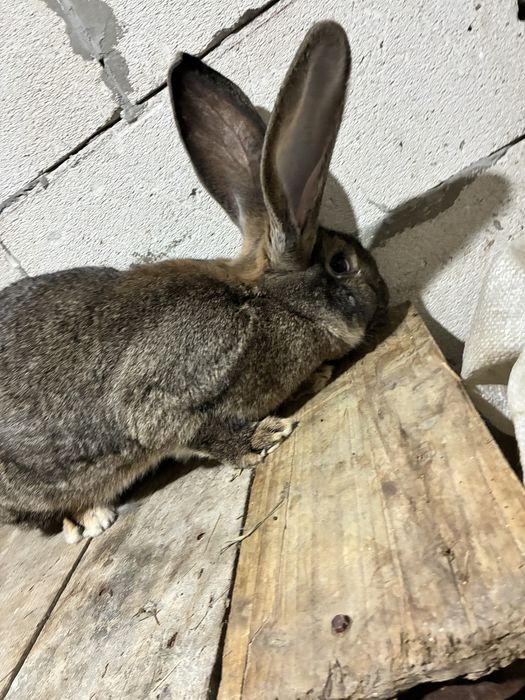 Vand iepuroaica urias german