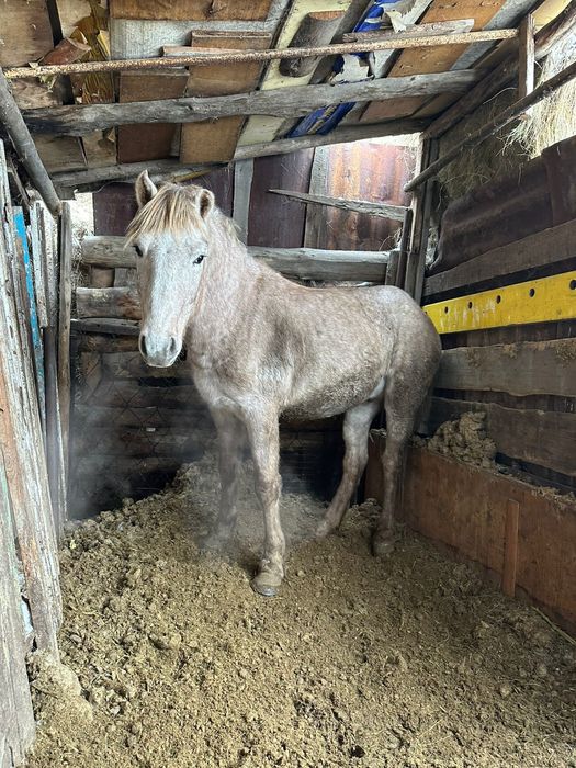 Продам Куган с откорма