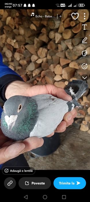 Vând porumbei  voiajori