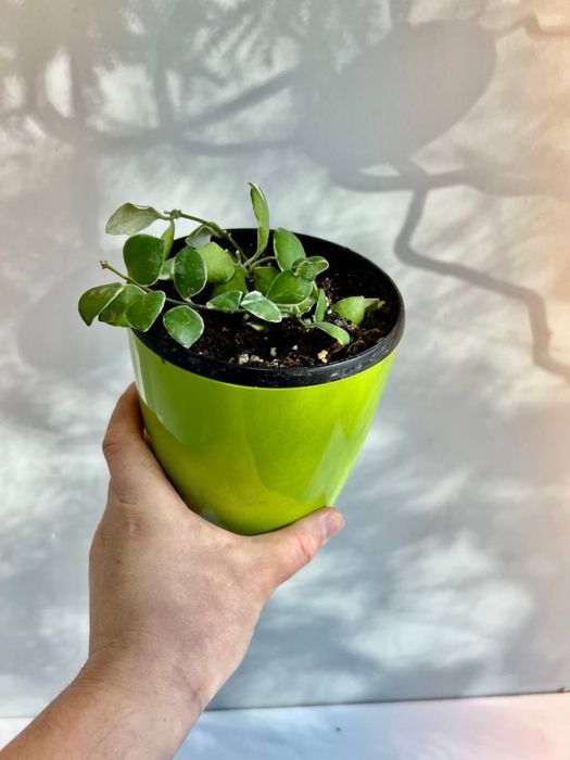 Хоя Хешкелиана Альбомаргината