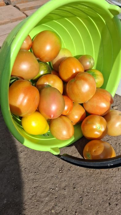 Продам помидоры.