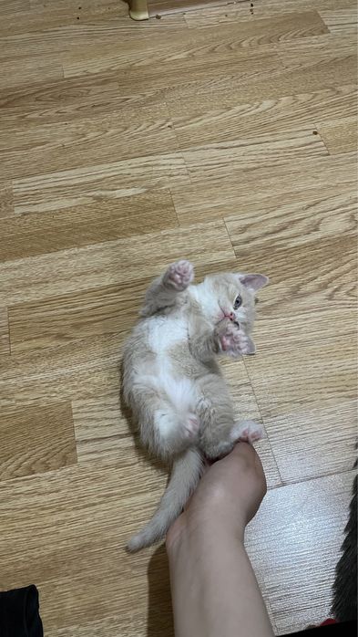 Марғау сатылады!!!