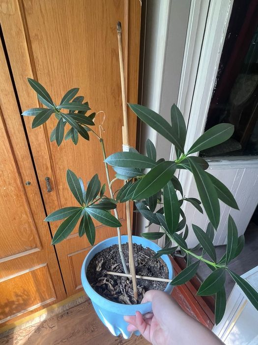 Цветы комнатные продаются