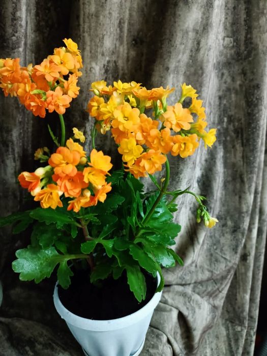 Продам каланхоэ,цветы.