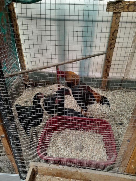 Дакан товук хороз тухумлари бор шамо турк корея