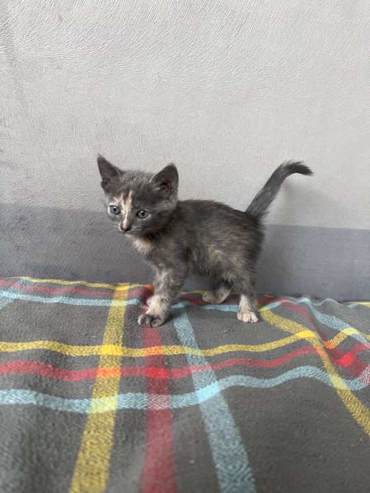 Котята бесплатно